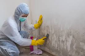 Trusted Greenwood, MO Mold Removal Experts